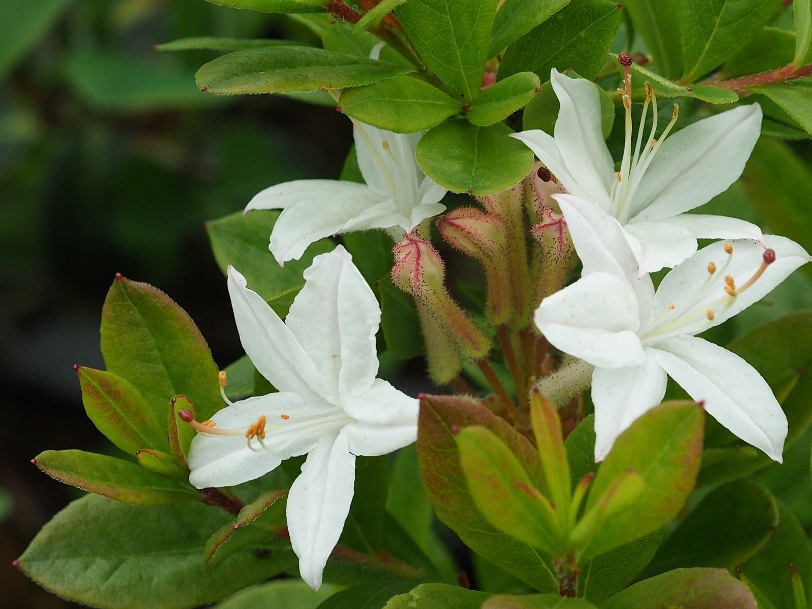 Rhododendron molle Viscosa - Herrenkamper Gärten - Pflanzenraritäten