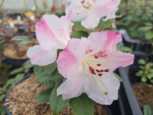 Rhododendron moupinense 'Pink' - Herrenkamper Gärten - Pflanzenraritäten