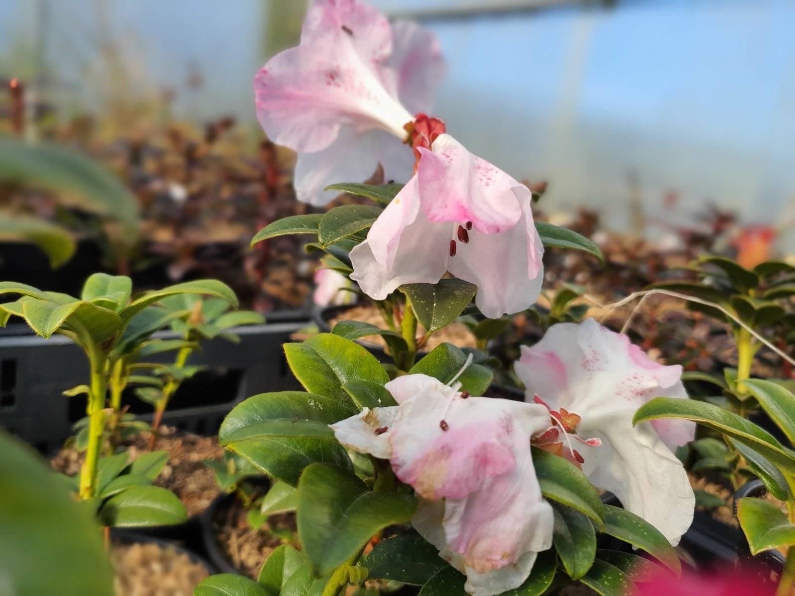 Rhododendron moupinense 'Pink' - Herrenkamper Gärten - Pflanzenraritäten