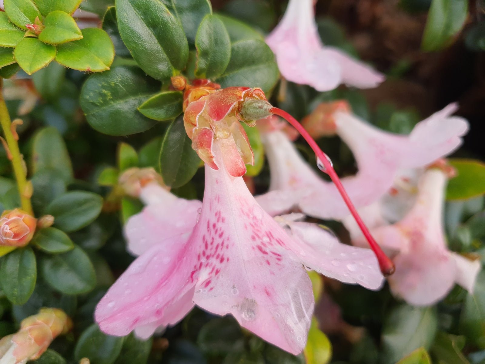 Rhododendron moupinense 'Pink' - Herrenkamper Gärten - Pflanzenraritäten