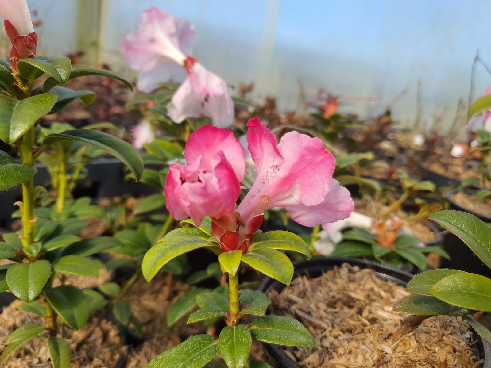 Rhododendron moupinense 'Pink' - Herrenkamper Gärten - Pflanzenraritäten