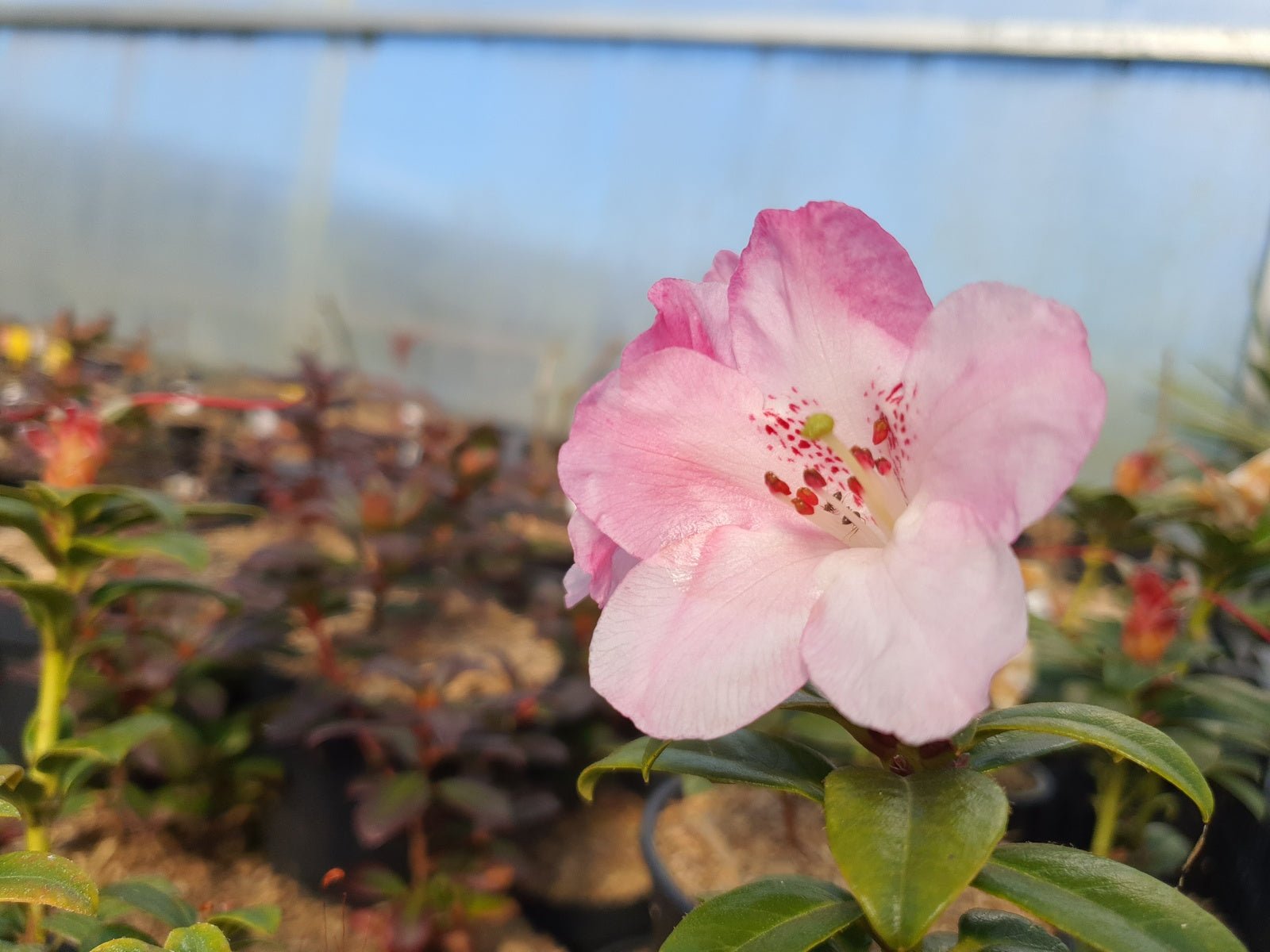 Rhododendron moupinense 'Pink' - Herrenkamper Gärten - Pflanzenraritäten