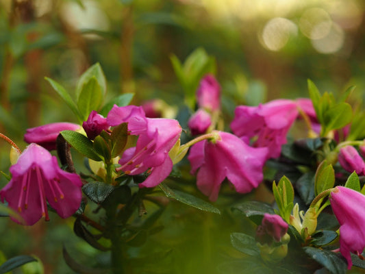 Rhododendron mucronatum 'Scotian Bells' - Herrenkamper Gärten - Pflanzenraritäten