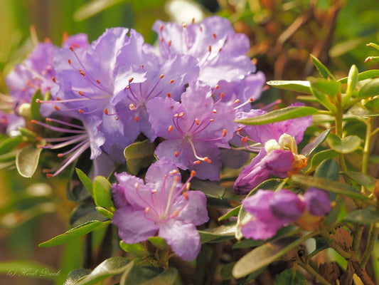 Rhododendron 'Night Sky' - Herrenkamper Gärten - Pflanzenraritäten