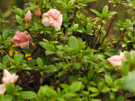 Rhododendron obtusum 'Scotian Rosebud' - Herrenkamper Gärten - Pflanzenraritäten