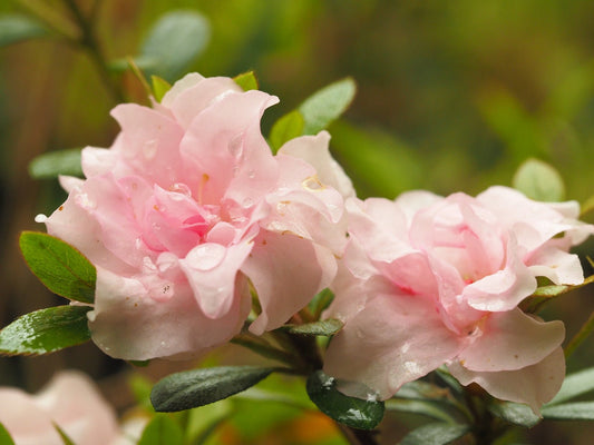 Rhododendron obtusum 'Scotian Rosebud' - Herrenkamper Gärten - Pflanzenraritäten