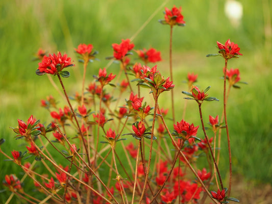 Rhododendron obtusum 'Stewartstonian' - Herrenkamper Gärten - Pflanzenraritäten