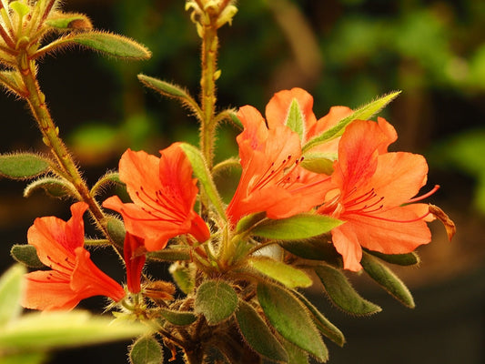 Rhododendron oldhamii - Herrenkamper Gärten - Pflanzenraritäten