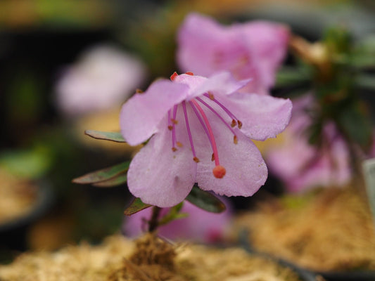 Rhododendron pemakoense - Herrenkamper Gärten - Pflanzenraritäten