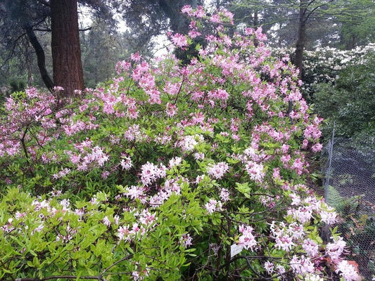 Rhododendron periclymenioides syn. (R. nudiflorum) - Herrenkamper Gärten - Pflanzenraritäten