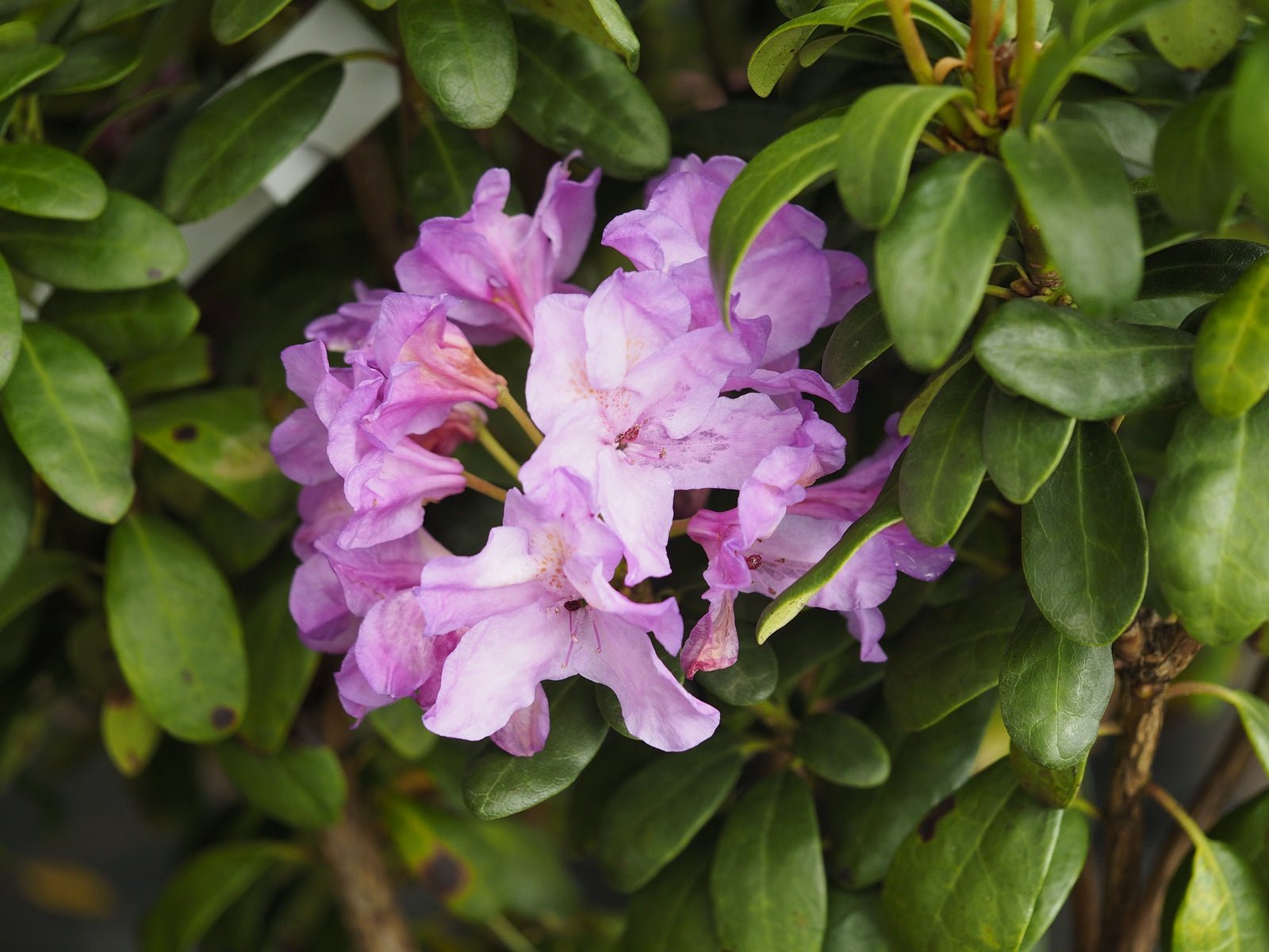 Rhododendron ponticum 'Imbricatum' - Herrenkamper Gärten - Pflanzenraritäten