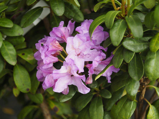 Rhododendron ponticum 'Imbricatum' - Herrenkamper Gärten - Pflanzenraritäten