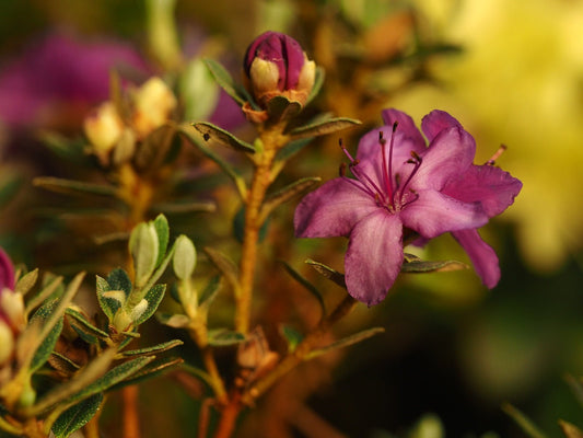 Rhododendron 'Prostigiatum' - Herrenkamper Gärten - Pflanzenraritäten