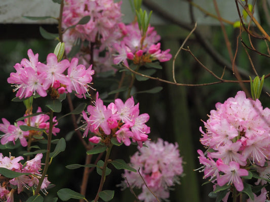 Rhododendron racemosum 'Rock Rose' - Herrenkamper Gärten - Pflanzenraritäten