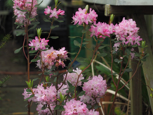 Rhododendron racemosum 'Rock Rose' - Herrenkamper Gärten - Pflanzenraritäten