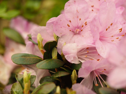 Rhododendron saluense 'Charme La' - Herrenkamper Gärten - Pflanzenraritäten