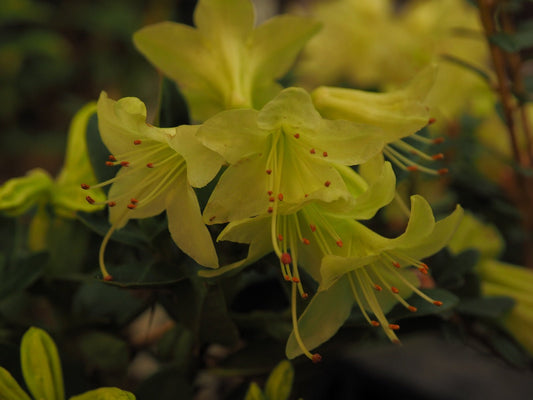 Rhododendron 'Shamrock' - Herrenkamper Gärten - Pflanzenraritäten