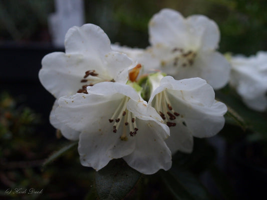 Rhododendron 'Snow Lady' - Herrenkamper Gärten - Pflanzenraritäten