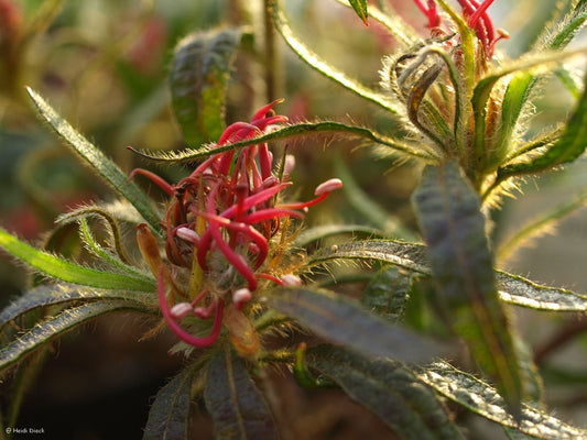 Rhododendron stenopetalum 'Linearifolium' - Herrenkamper Gärten - Pflanzenraritäten