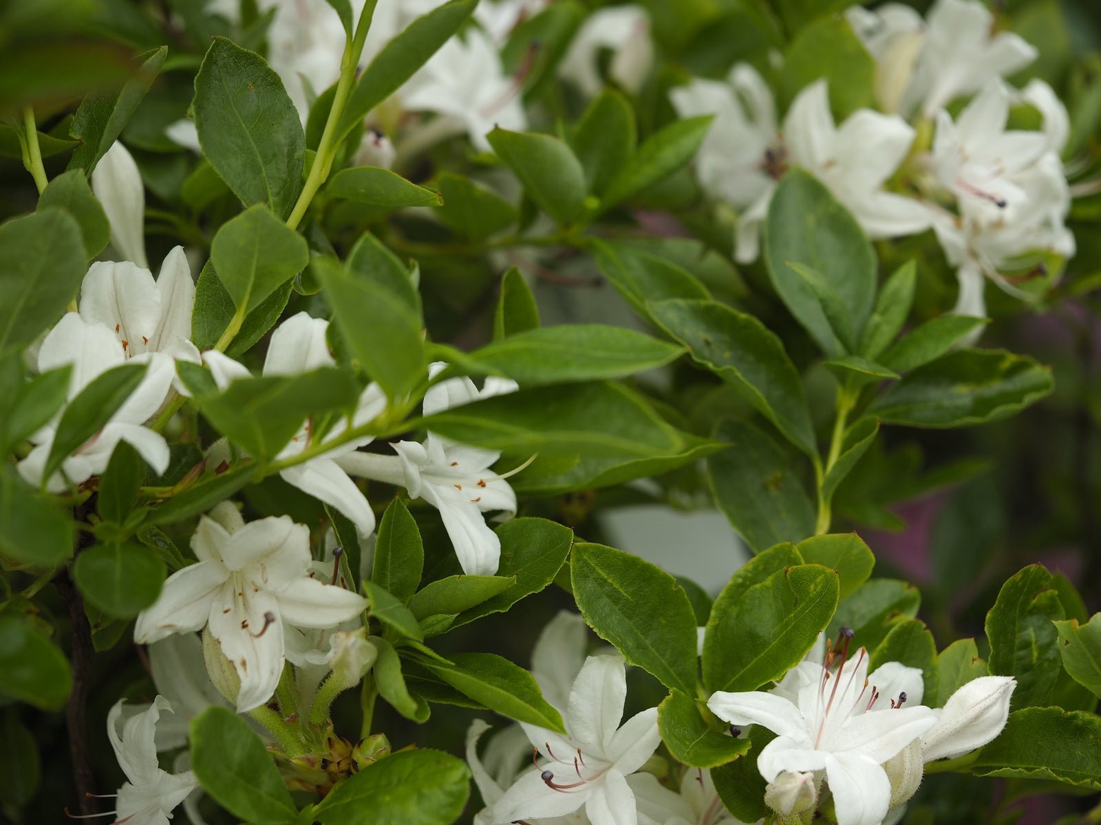 Rhododendron viscosum - Herrenkamper Gärten - Pflanzenraritäten