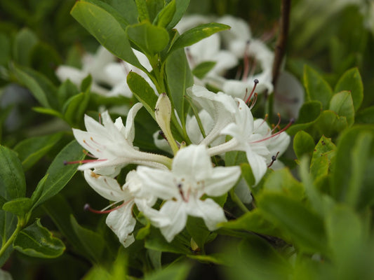 Rhododendron viscosum - Herrenkamper Gärten - Pflanzenraritäten