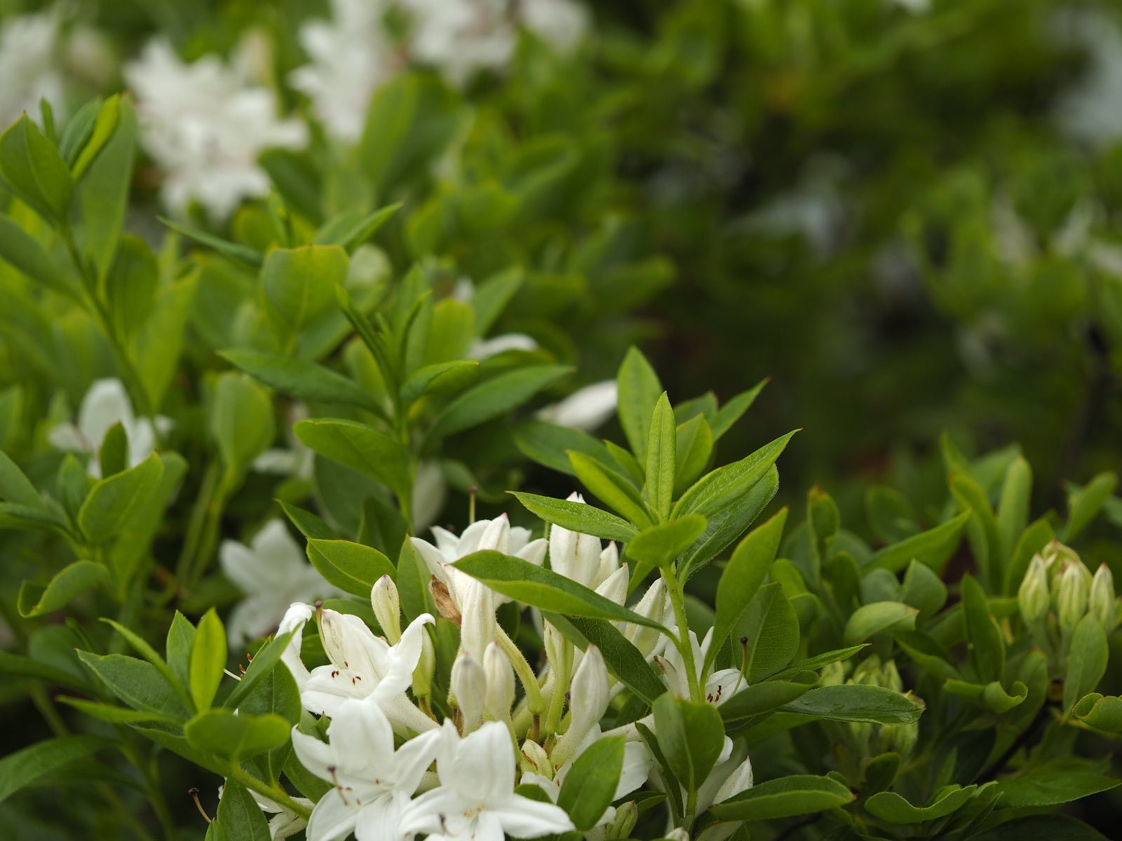 Rhododendron viscosum - Herrenkamper Gärten - Pflanzenraritäten