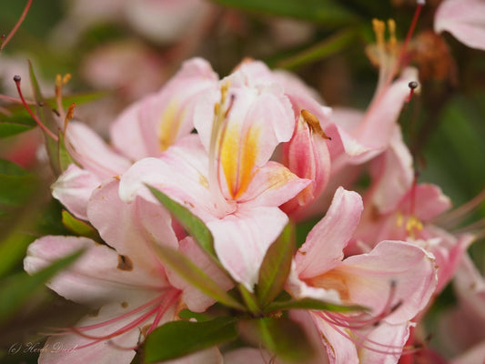 Rhododendron viscosum 'Juniduft' - Herrenkamper Gärten - Pflanzenraritäten