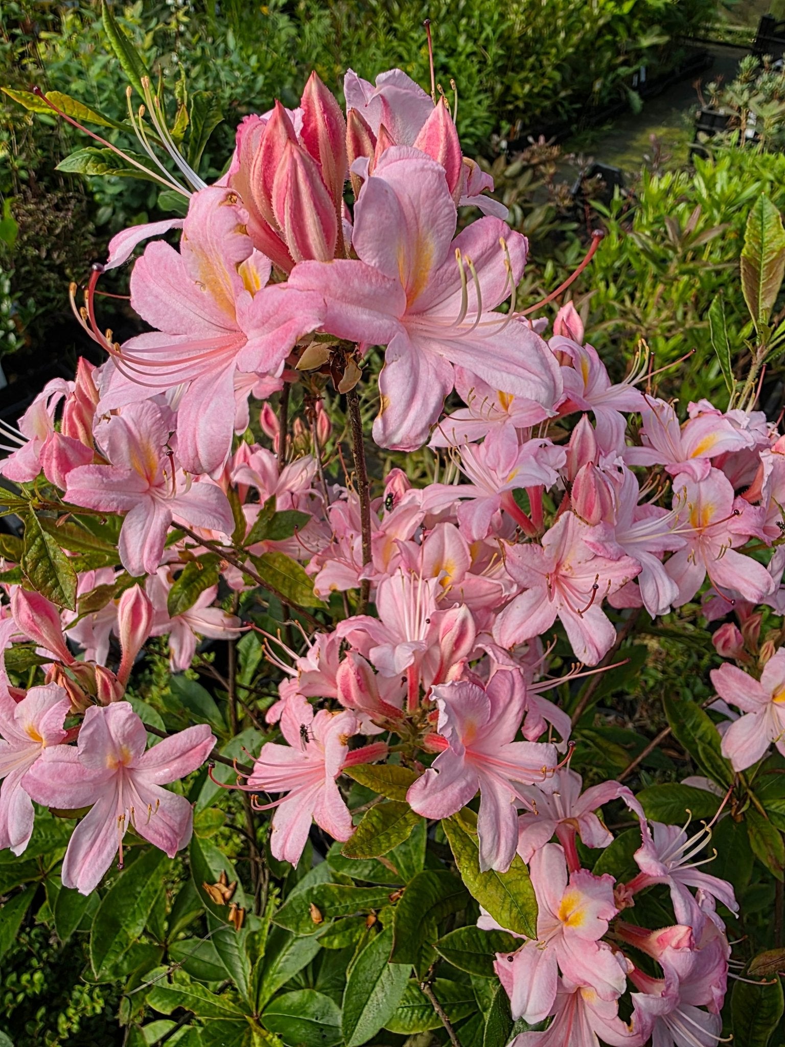 Rhododendron viscosum 'Juniduft' - Herrenkamper Gärten - Pflanzenraritäten
