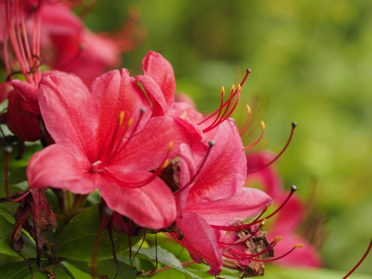 Rhododendron viscosum 'Karminduft' - Herrenkamper Gärten - Pflanzenraritäten