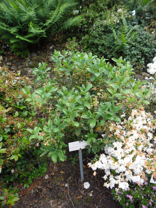 Rhododendron ' What a Dane' - Herrenkamper Gärten - Pflanzenraritäten
