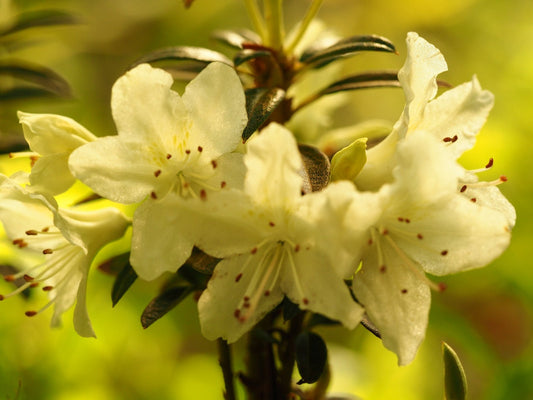 Rhododendron wongii - Herrenkamper Gärten - Pflanzenraritäten