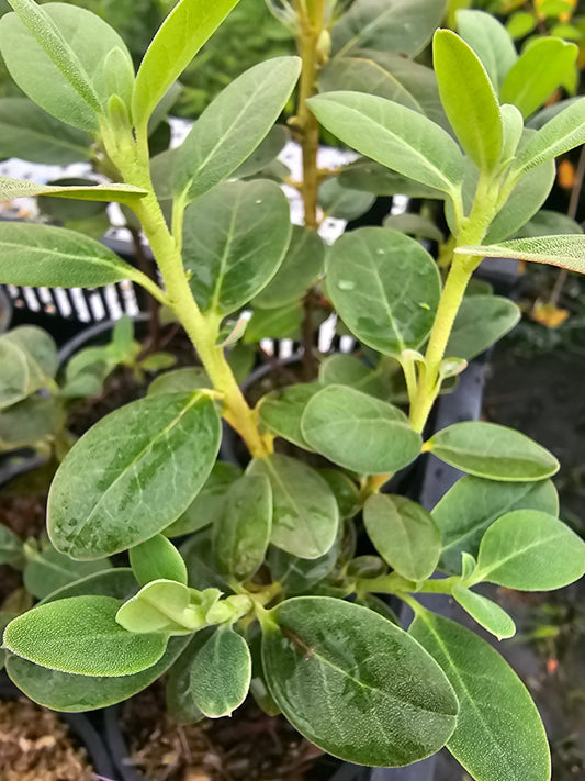 Rhododendron xanthocodon - Herrenkamper Gärten - Pflanzenraritäten