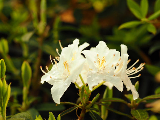 Rhododendron yunnanense, white - Herrenkamper Gärten - Pflanzenraritäten