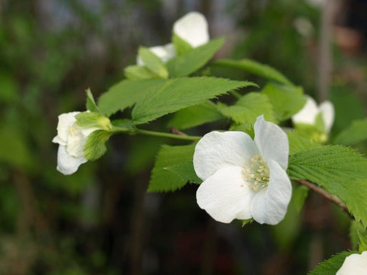 Rhodotypos scandens - Herrenkamper Gärten - Pflanzenraritäten