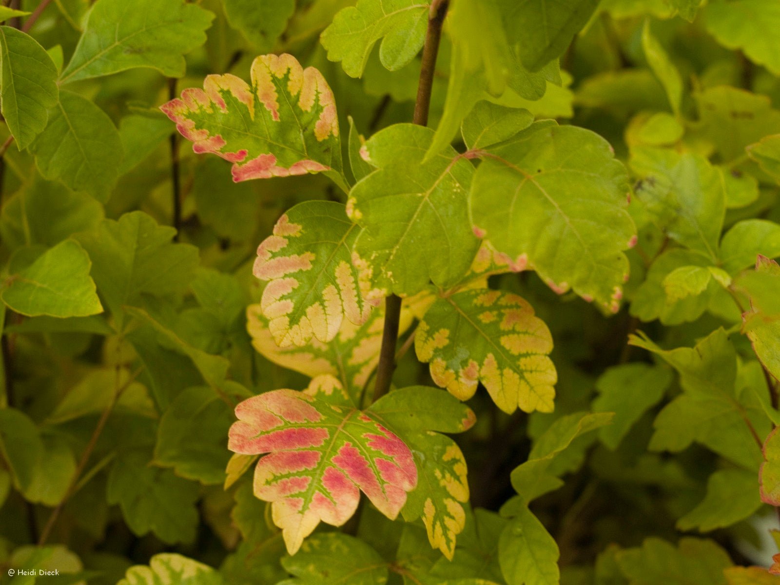 Rhus aromatica - Herrenkamper Gärten - Pflanzenraritäten