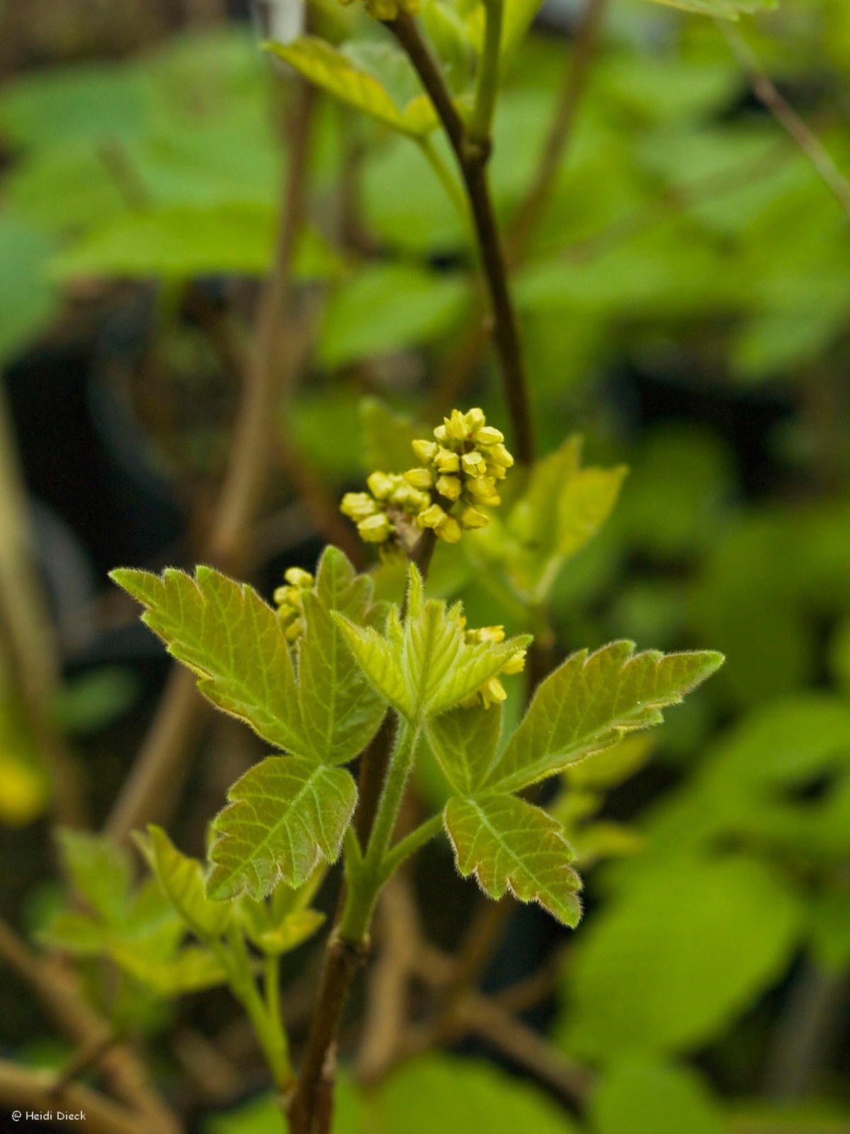 Rhus aromatica - Herrenkamper Gärten - Pflanzenraritäten