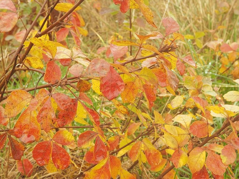 Rhus aromatica 'Grow Low' - Herrenkamper Gärten - Pflanzenraritäten