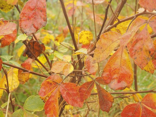 Rhus aromatica 'Grow Low' - Herrenkamper Gärten - Pflanzenraritäten