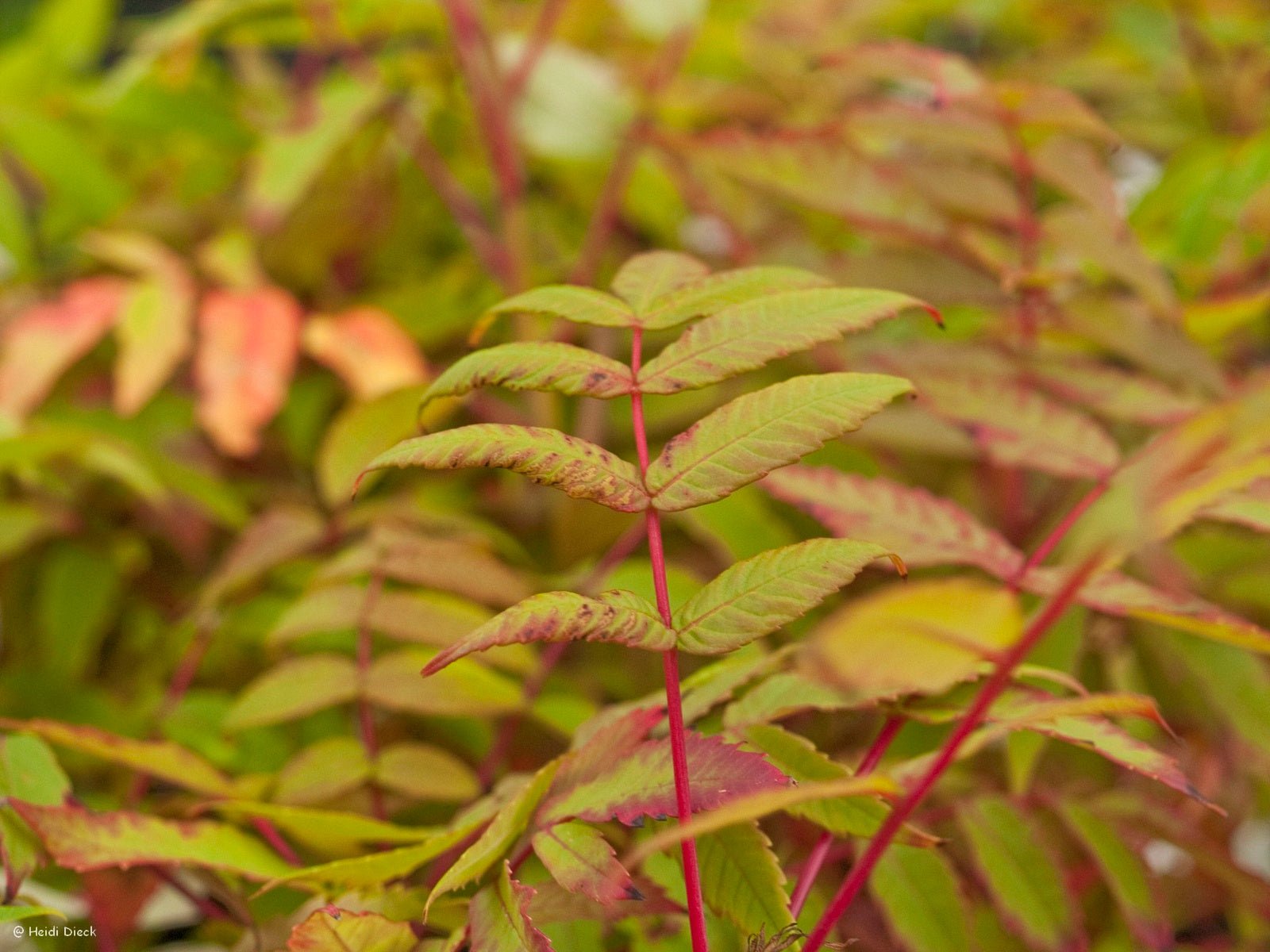 Rhus glabra - Herrenkamper Gärten - Pflanzenraritäten