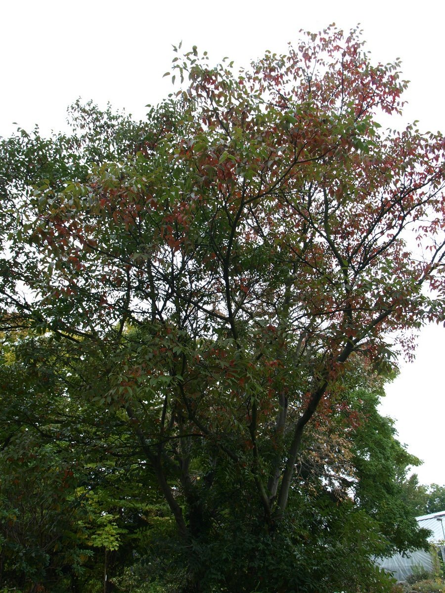 Rhus potaninii - Herrenkamper Gärten - Pflanzenraritäten