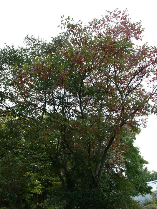 Rhus potaninii - Herrenkamper Gärten - Pflanzenraritäten