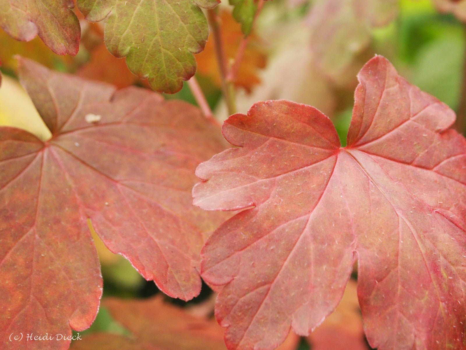 Ribes fasciculatum var.chinensis - Herrenkamper Gärten - Pflanzenraritäten