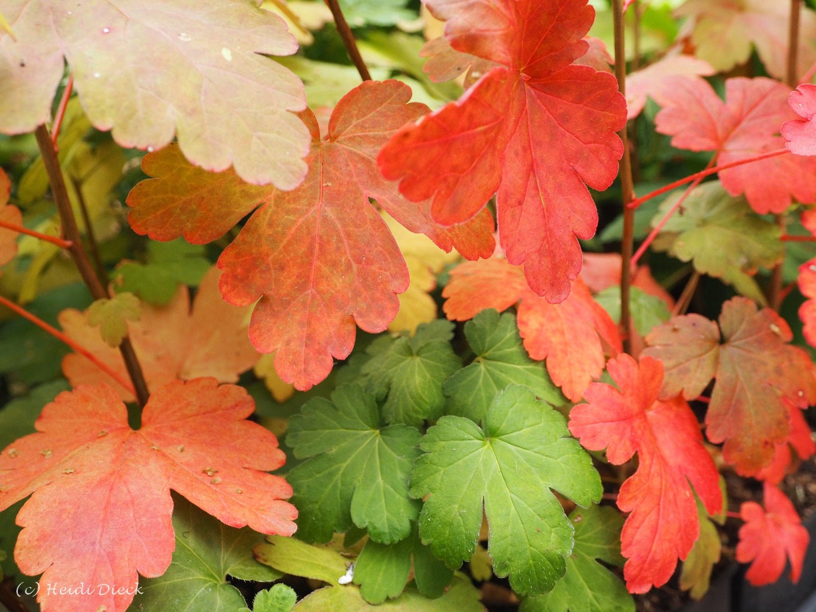 Ribes fasciculatum var.chinensis - Herrenkamper Gärten - Pflanzenraritäten