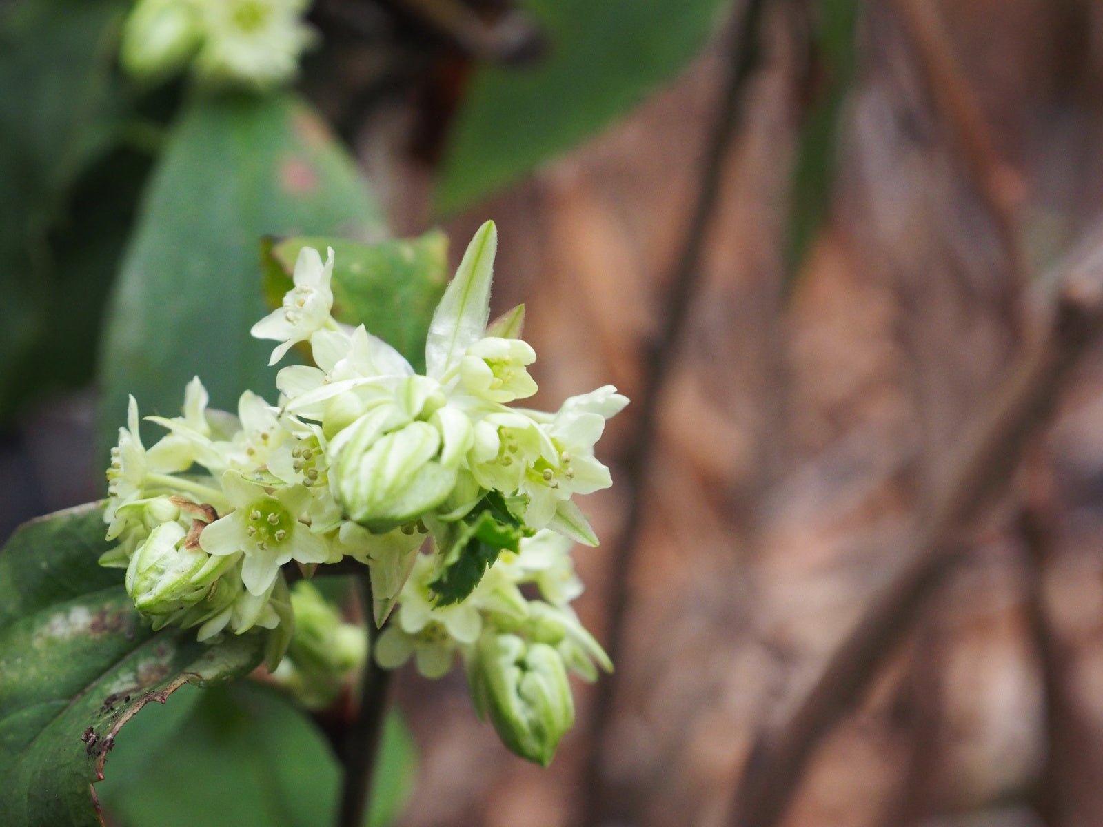 Ribes laurifolium - Herrenkamper Gärten - Pflanzenraritäten