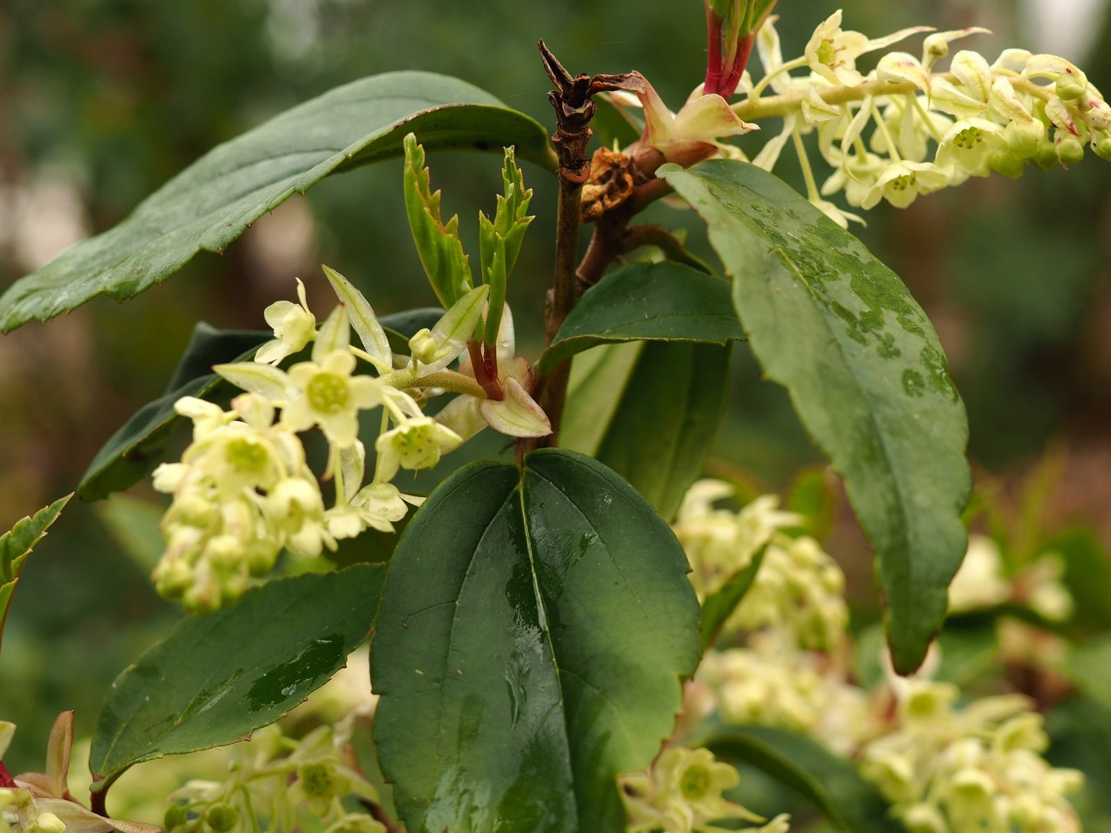 Ribes laurifolium - Herrenkamper Gärten - Pflanzenraritäten