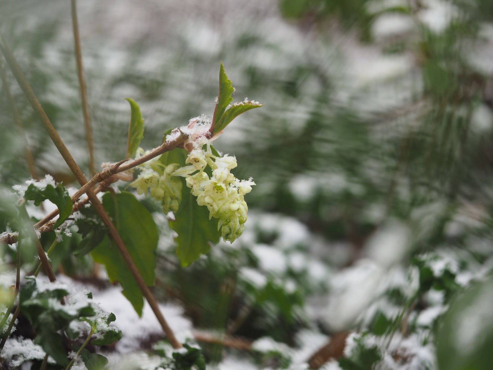 Ribes laurifolium - Herrenkamper Gärten - Pflanzenraritäten