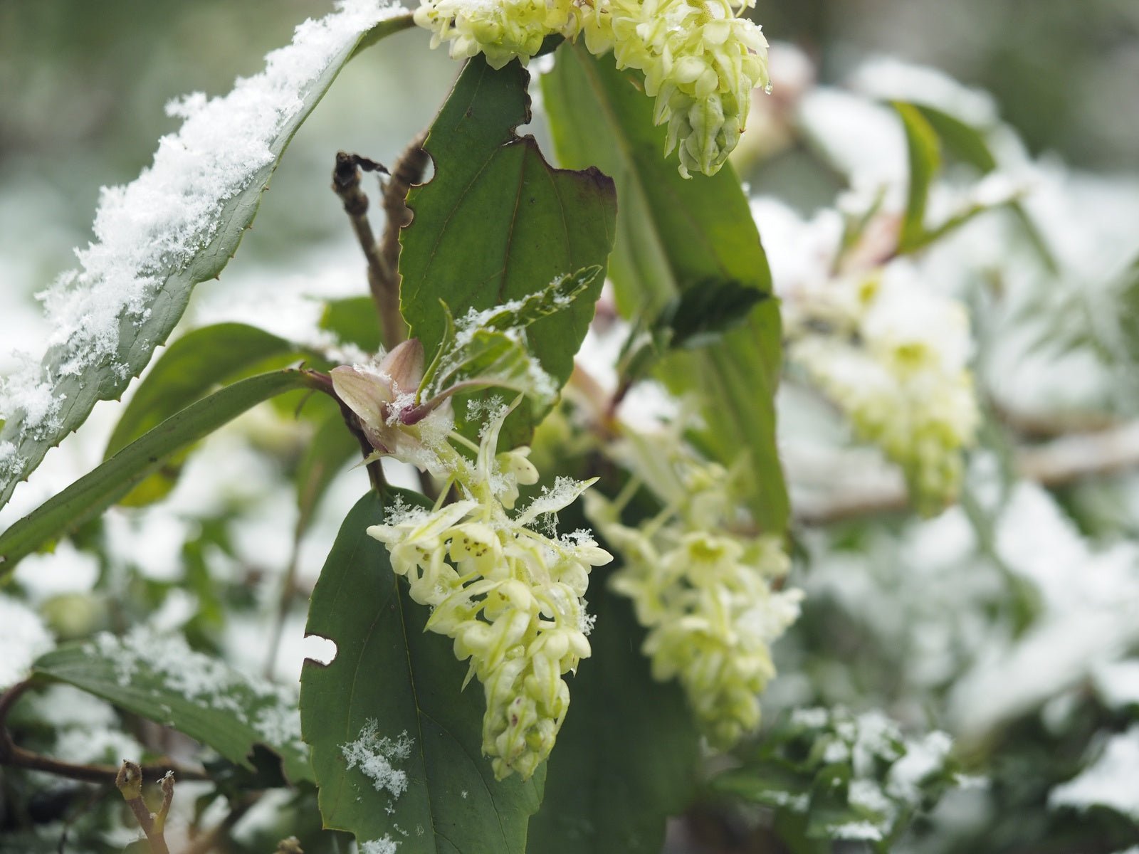 Ribes laurifolium - Herrenkamper Gärten - Pflanzenraritäten