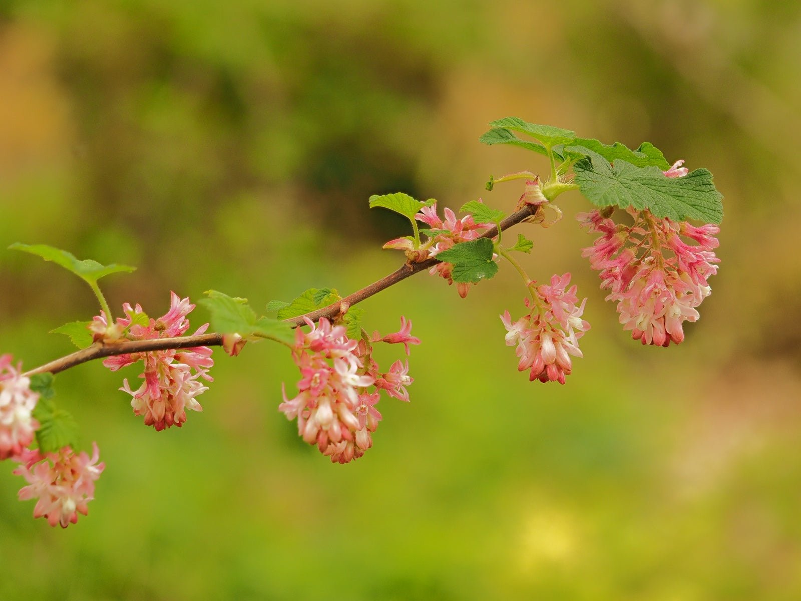 Ribes sanguineum 'Gisela' - Herrenkamper Gärten - Pflanzenraritäten