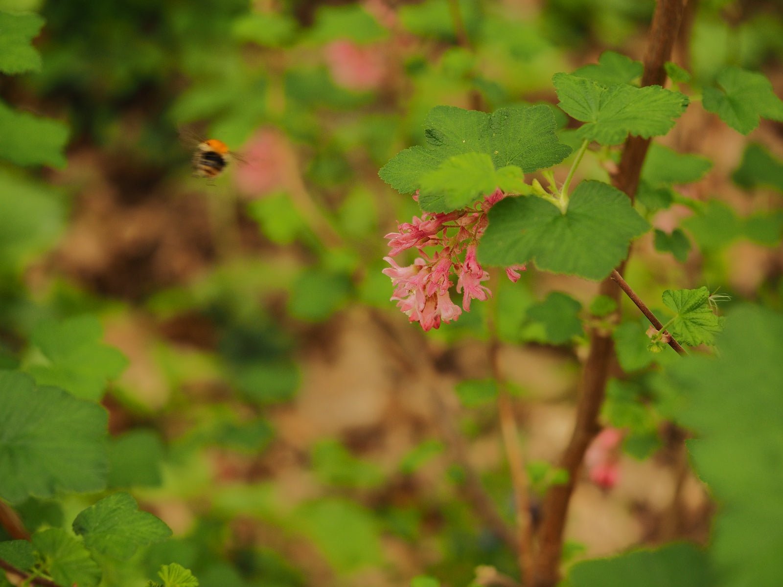 Ribes sanguineum 'Gisela' - Herrenkamper Gärten - Pflanzenraritäten