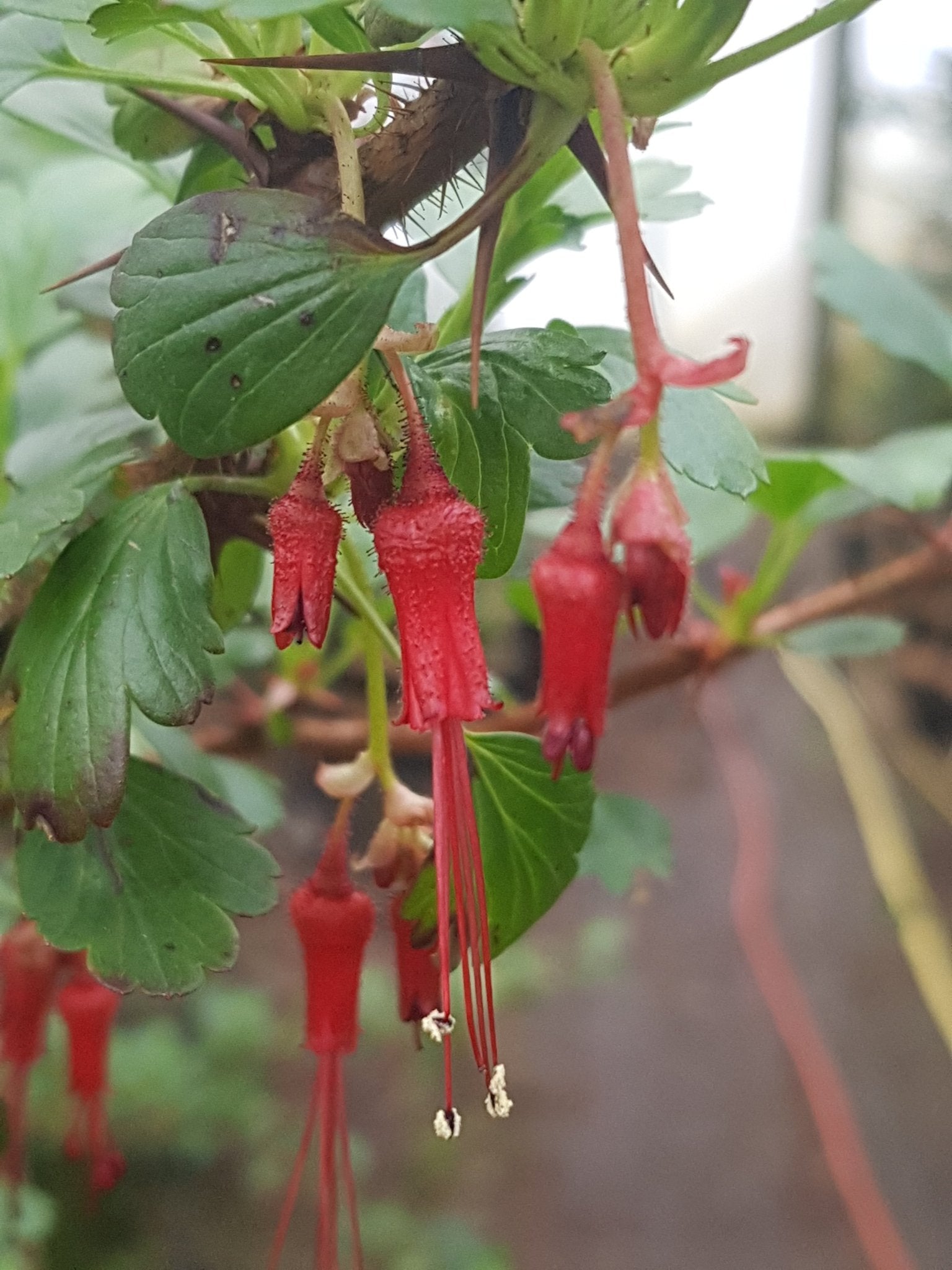 Ribes speciosus - Herrenkamper Gärten - Pflanzenraritäten